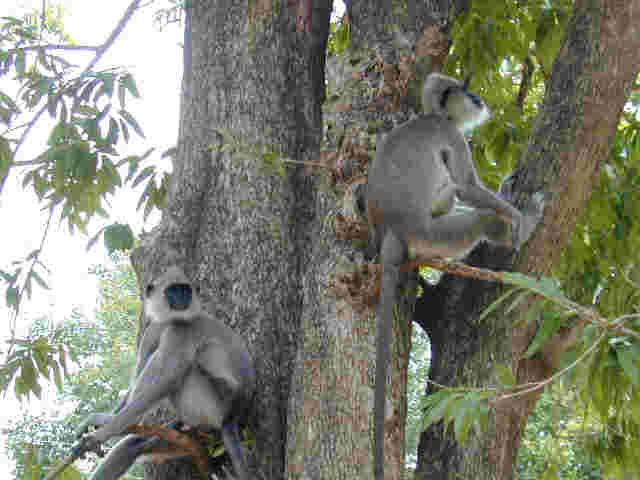 Sri Lanka Picture Archive 12